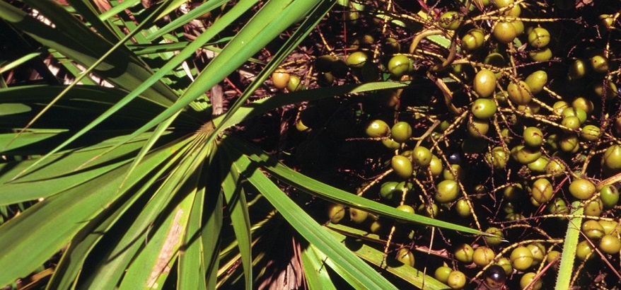 Mengatasi Kebotakan dengan Obat Herbal dari Tanaman Saw Palmetto